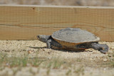 Diamondback Terrapin