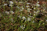 Minuartia caroliniana- Pine Barrens Sandwort