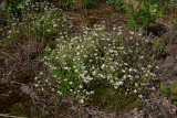 Minuartia caroliniana- Pine Barrens Sandwort