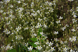 Minuartia caroliniana- Pine Barrens Sandwort