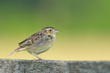 Grasshopper Sparrow