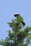 Bobolink