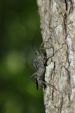 Wheel Bug