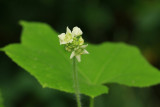 Sicyos angulatus- Bur Cucumber