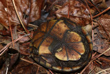 Mud Turtle