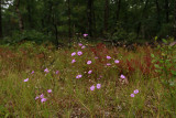 Agalinis setacea- Threadleaf False Foxglove