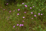 Agalinis setacea- Threadleaf False Foxglove