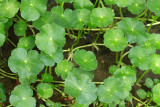 Hydrocotyle americana- American Marsh Pennywort