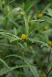 Bidens bidentoides- Estuary Beggarticks