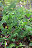 Taxus canadensis- Canada Yew