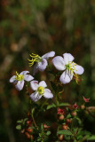 Rhexia mariana var. mariana- Maryland Meadow Beauty