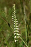 _MG_4834.jpg S. odorata HB