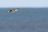 American Kestrel eating dragonfly