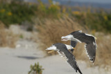 Lesser Black-backed Gull and GBBGs