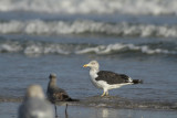 Lesser Black-backed Gull with Laughers