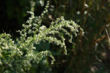 Eupatorium capillifolium- Dog Fennel