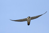 Peregrine Falcon (00/AM)