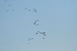 DC Cormorants