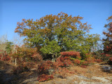 Quercus falcata- Spanish Oak