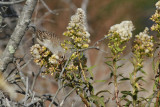 White-crowned Sparrow