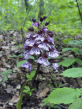 Orchis pourpre_04398r.jpg