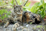 Vega attentive_6027r.jpg