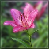 Hot Pink Lily