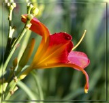 Red Lily in the sun