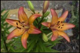 Peach Lilium