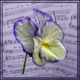 Pansy and Music