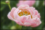 Soft focus Peony from our gardens