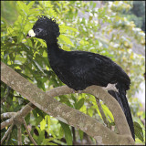 Curassow: Photographed in the jungle in Panama