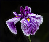 Siberian Iris from our gardens