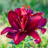 Purple Lily (26195)
