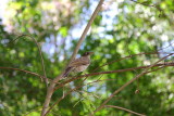 Pearl eyed thrasher