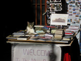Venice shop cat, Welcome to my store. Let me help you with a selection. .. 3084
