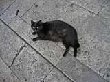 Black panther on grey stones at the Torre Argentina .. 3355