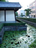 lily pad moat