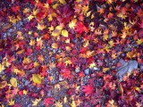 mini maple leaves