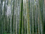 bambooo