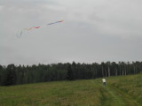 Kites on the meadow