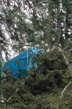 Tree on Tent Trailer