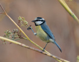 Canarian blue tit