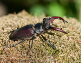 Lucanidae ( Ekoxbaggar )