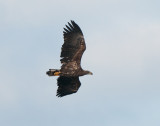  eagle Gettern Halland