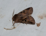 Orthosia gothica ( Allmnt slgfly )