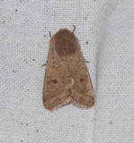  Orthosia cruda ( Litet slgfly )