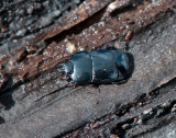 Histeridae ( Stumpbaggar )