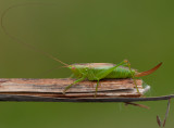  Gettern Halland 14.8-14 Female