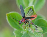 Cantharidae ( Flugbaggar )